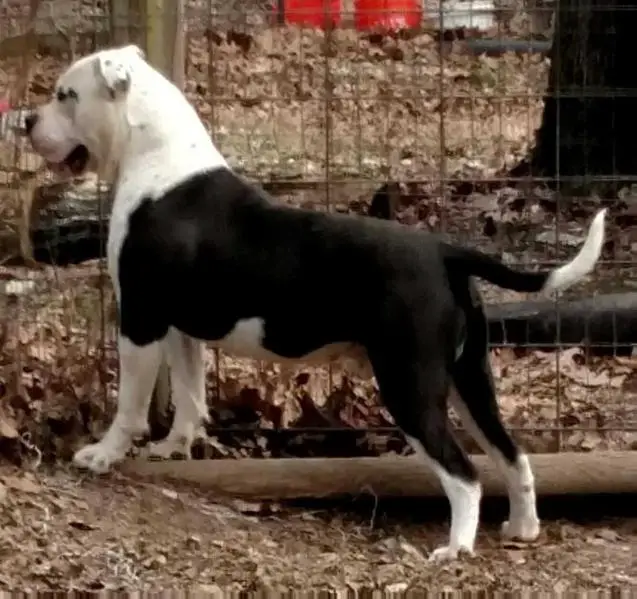 Brave Heart's Jaqc Hammer