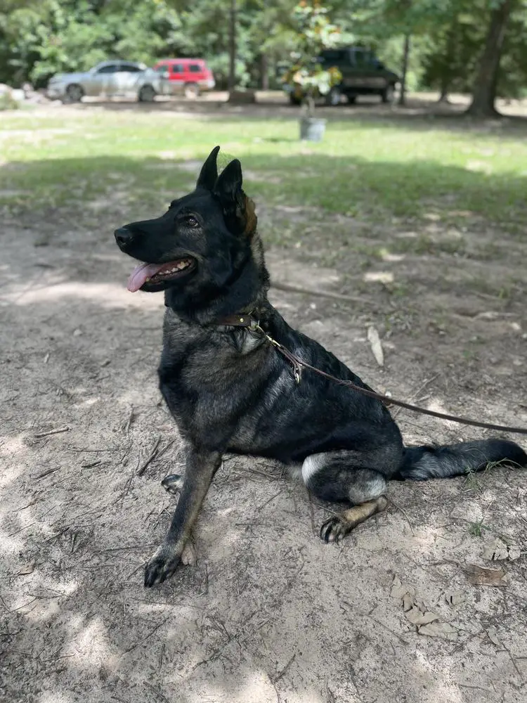 Sonny von Den Sternen