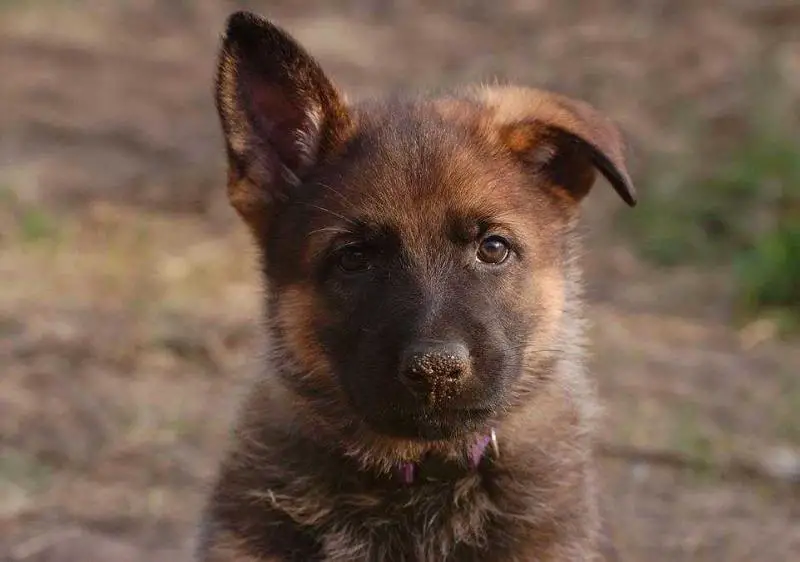 Edge von den Sturmfalken