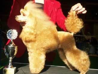 CH. Den,Lux,DPK Club,Sieger Utrennyaya Zvezda Iz Strany Snegov