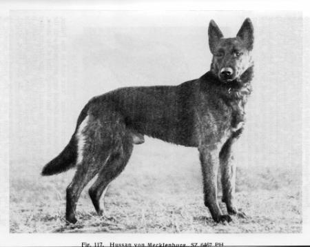 Hussan von Mecklenburg