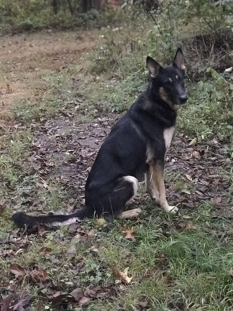 Dargo