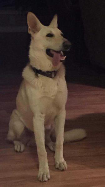 Olive The Great