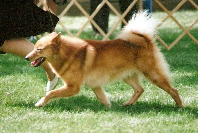 AM/CAN CH Jayenn's Vanolite Ihme