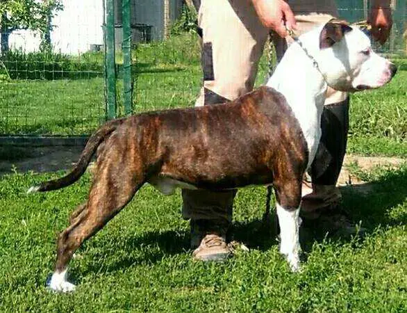 Moon Rock Landi's Daryl