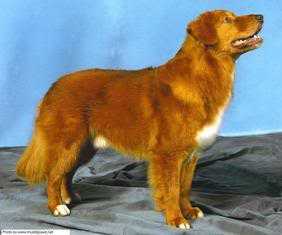 OTCH, CKC/AKC/Int'l/NSDTRC-USA CH Berdia's Mississippi Gambler