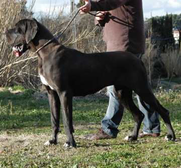 Dyumna de la Benjamine