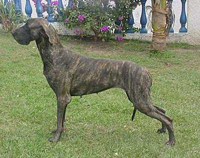 BR. Pan. Ch. ALLANDANE'S RHANA JARDIM SILVA