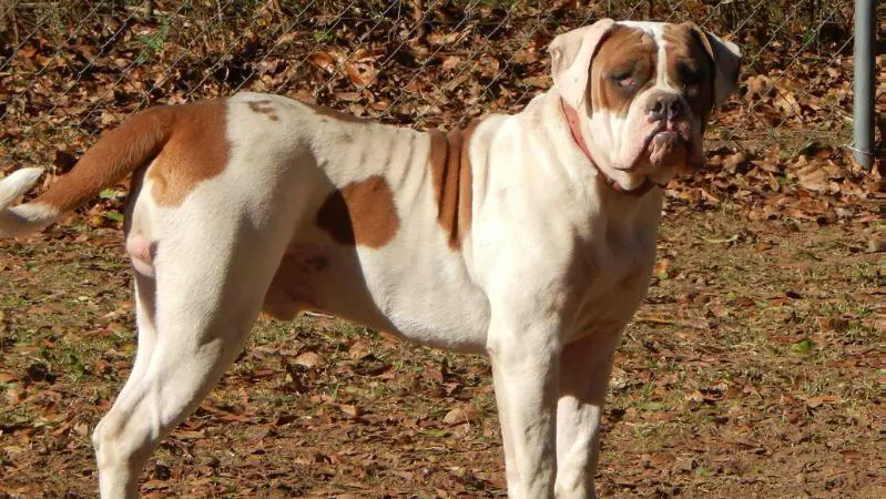 Cox's kennel Bubba