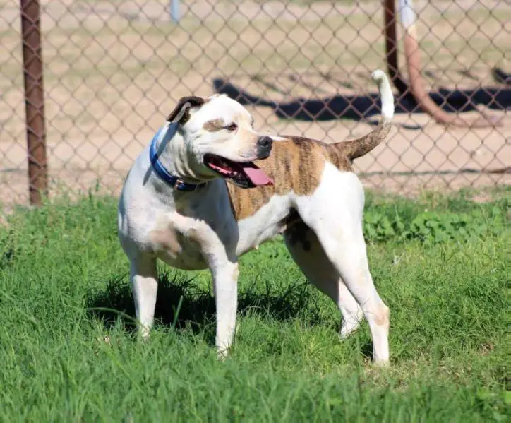 ABA Champion EWK's Char's Little Wisp of Grace