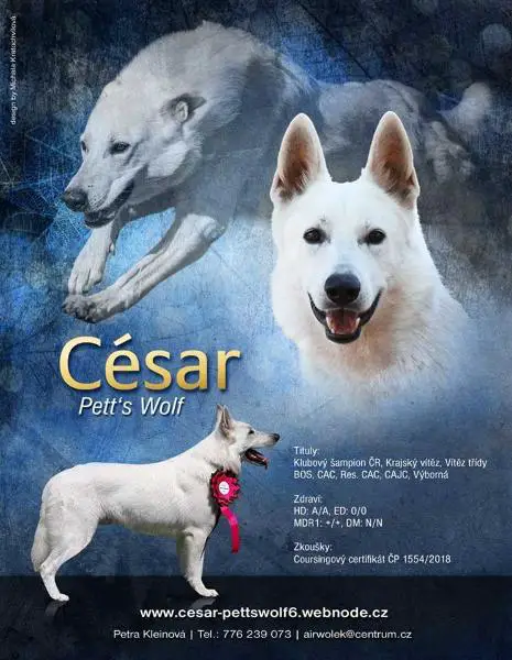 REGIONAL WINNER, BOS, CAC, Res.CAC, CAJC, EXCELLENT César Pett's Wolf