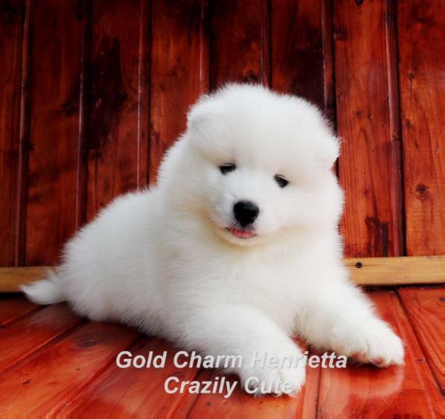 Gold Charm Henrietta Crazily Cute