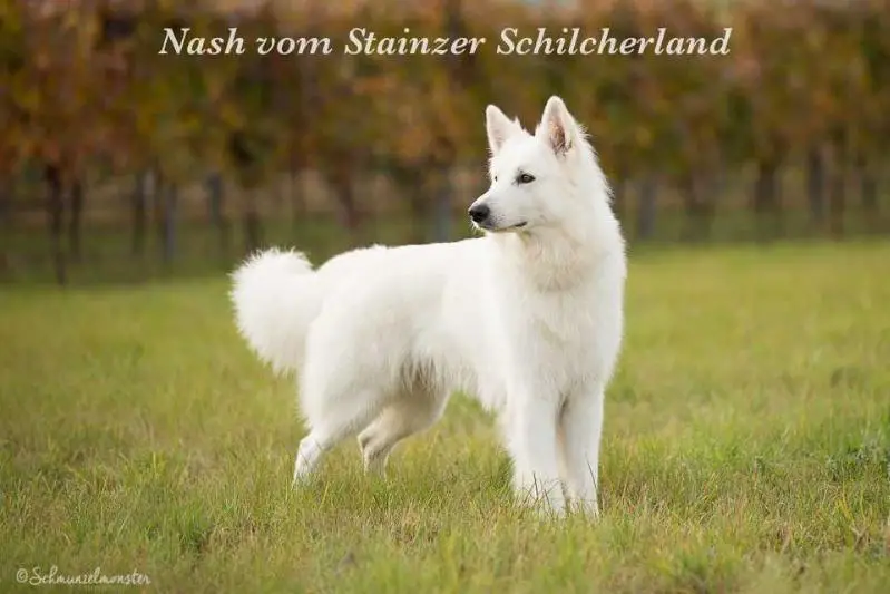 RES-CACA Nash vom Stainzer Schilcherland