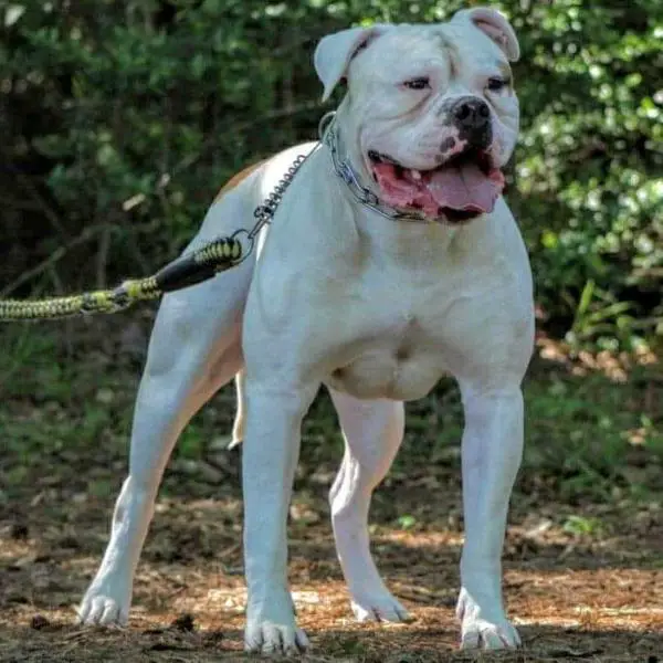 Beast of Griffin American Bulldogs