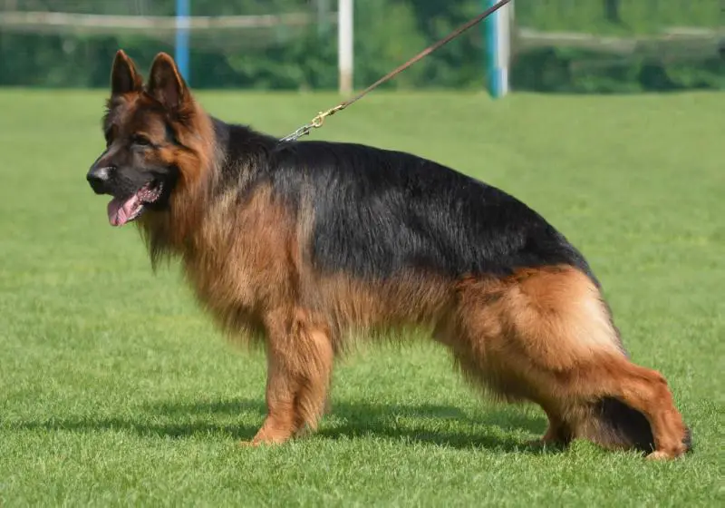 VT,V1,OV,CAC,CACIB,BOS,Národní vítěz Kasim RO-KOP Bohemia