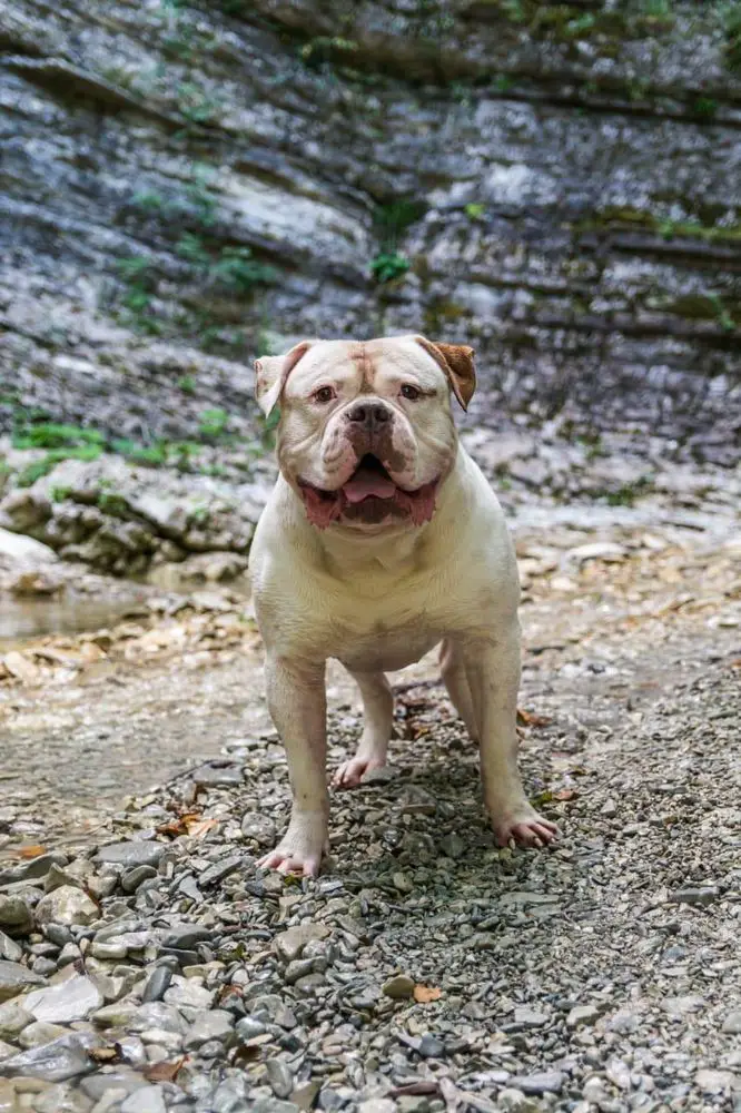 JCH RUS,CH RUS,CH RKF Big Boss Angel Family