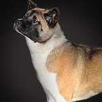 RUS CH, RUS JCH Russtar Muza For Japonskiy Sad