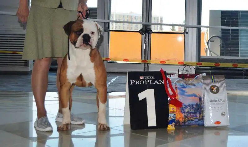 Bulls of crown's Bunker(Joker)