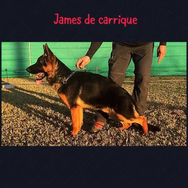 James De Carrique