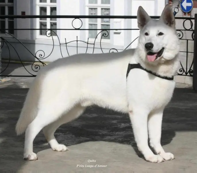 Quito P'tits Loups d'Amour