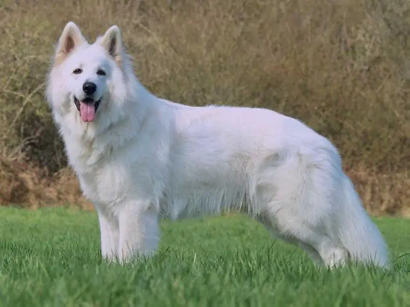 Ice Angel vom Sutumer Grund