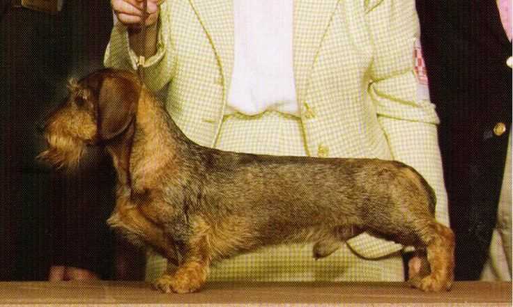 CH Friedox Falling For You Mw