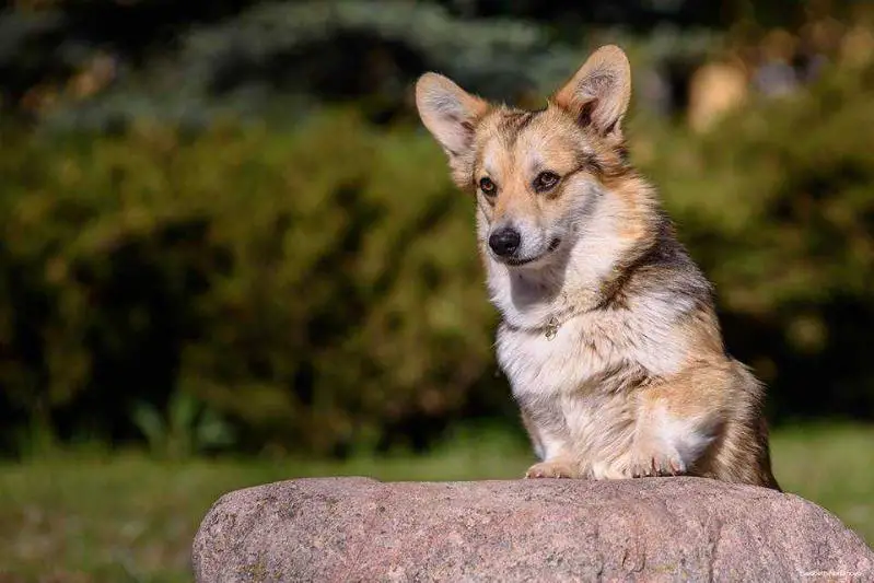 JCH Belarus, Lithuania Night Keepish Ejovaja Rukavichka