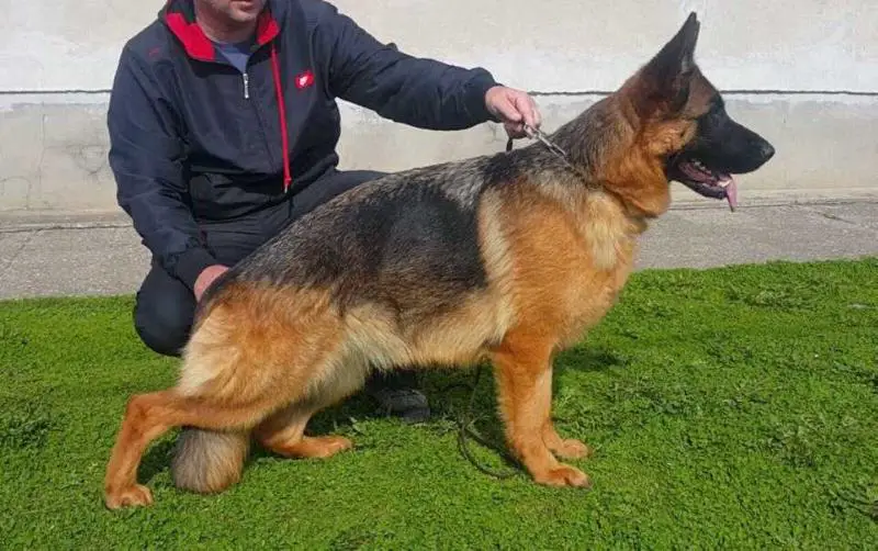 De Orse Mak Flai Hellen Hunt