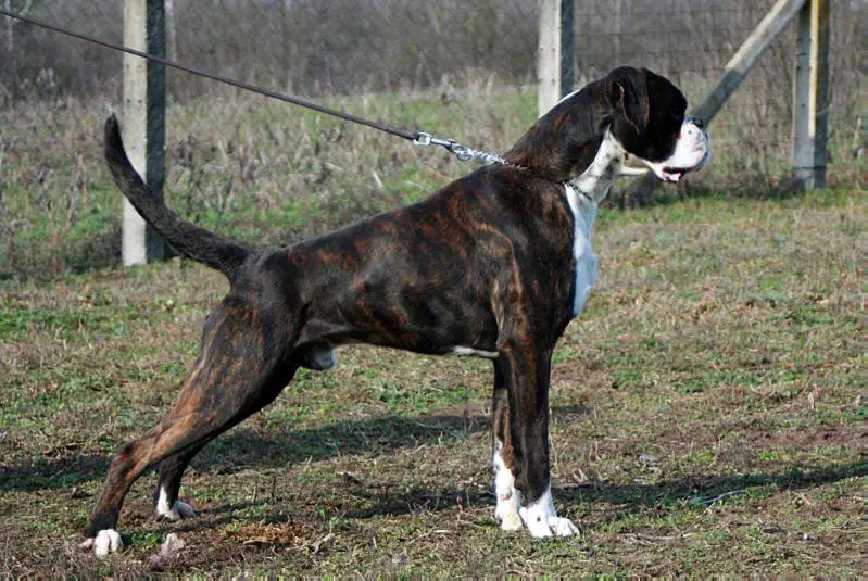 CH Sencanski Chrisbox Chrisboks Titus