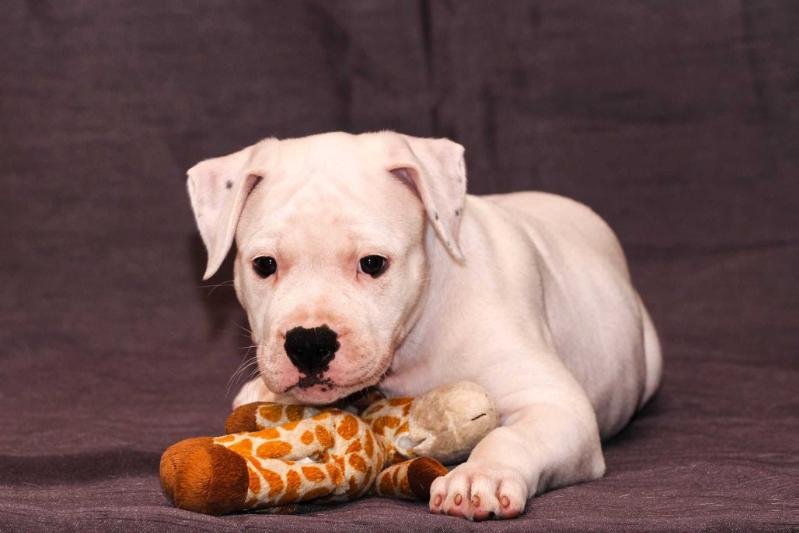 CCBulls 5$ Shake aka Navi