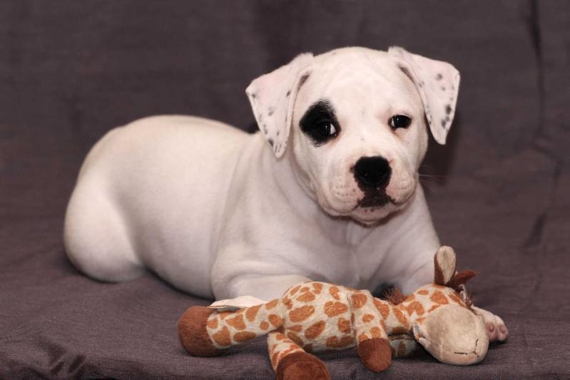 CCBulls Twist Contest aka Sofie