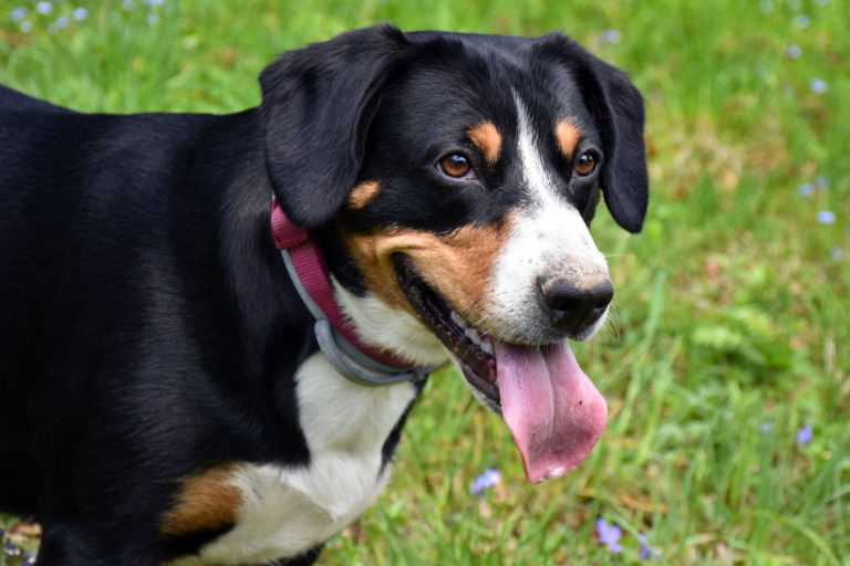 Interchampion April Schatzi Swiss Tricolor