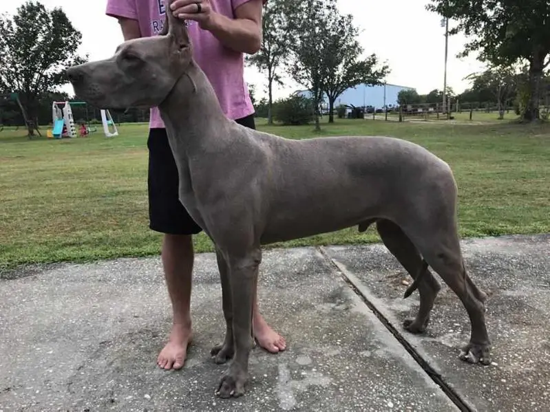 Night Magic's The Rasta Mon