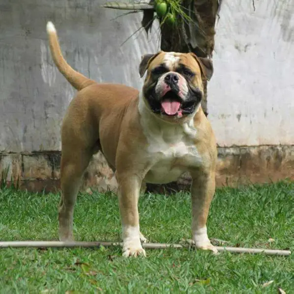 Sunshine Bulls' Thor