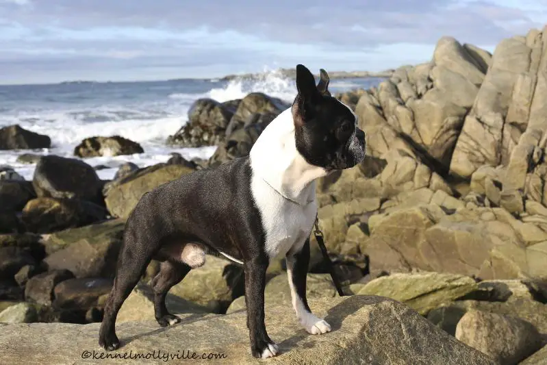 Kait Klassik Zealous Kiss