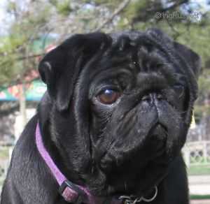 Alfeori Avgusto Vincere Solo