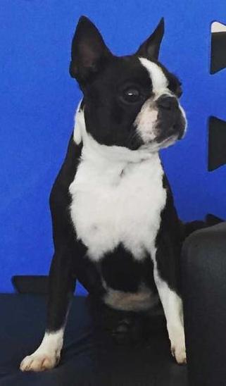 Amora at Rodonna Terrapreta