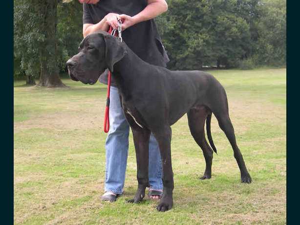 Black Anubis des Terres de La Rairie