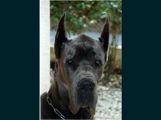Nobles blue Des terres royales