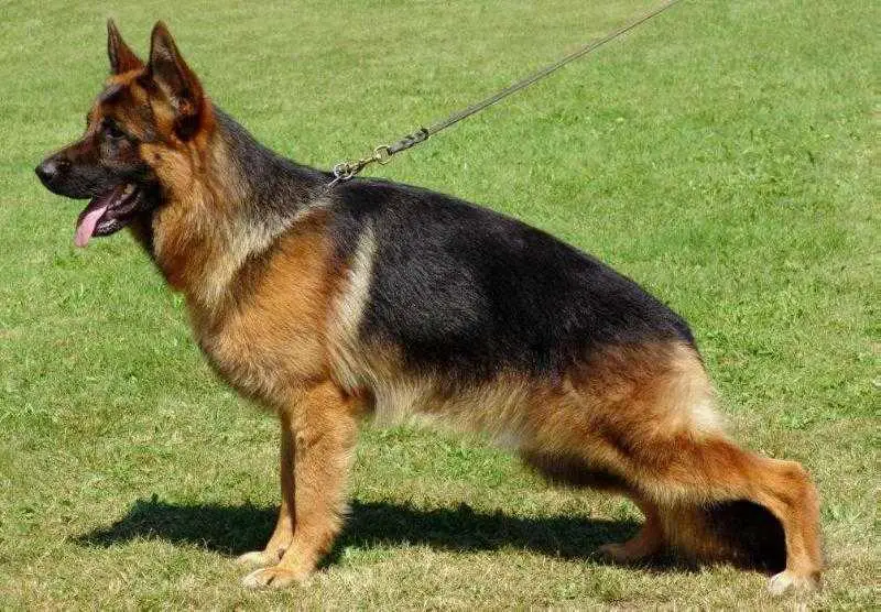 Bax Animar