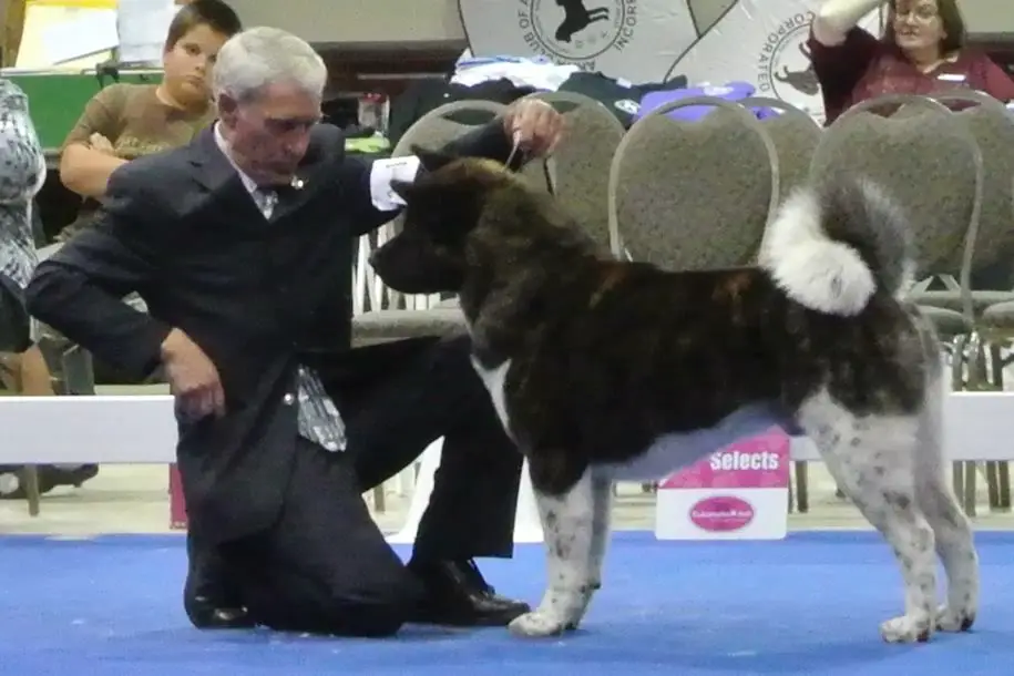 AKC GCH, UKC CH Ocean's Force Of Nature Nakodo