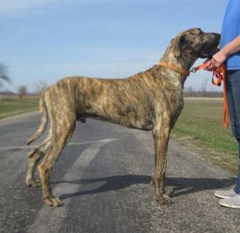 Pritchard's Brindle Buckshot