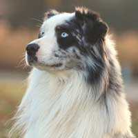 Countrywoods Bad N Blue-D Full