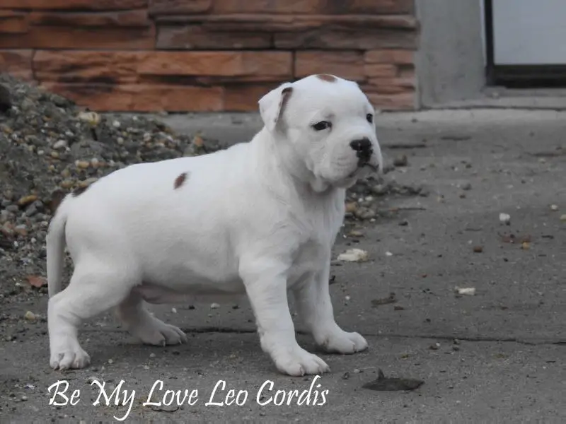 Be My Love Leo Cordis