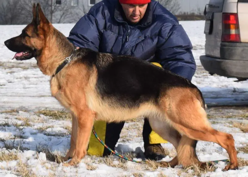 GCh, Ch, KKL - LBZ Klara Crveni Mayestoso