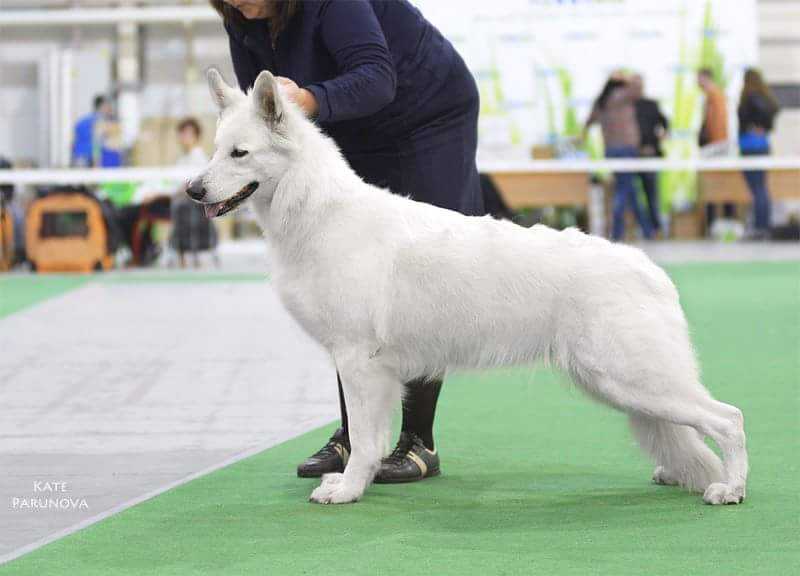 JGRCH UA, SUGRCH UA CHPL CHLT Vanilla Ice Cream Dream