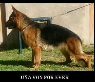 Uña von For Ever