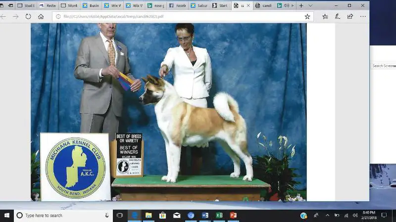 AKC CH Dem-Be's One Shining Moment At Lison