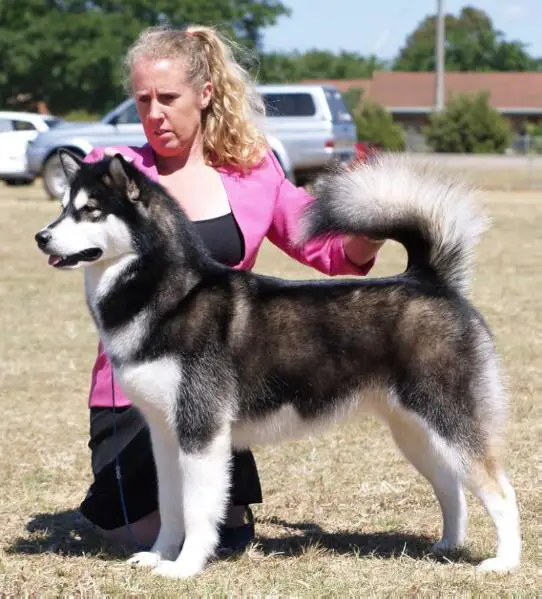 Aust Ch Niltaran Karuzr Layla