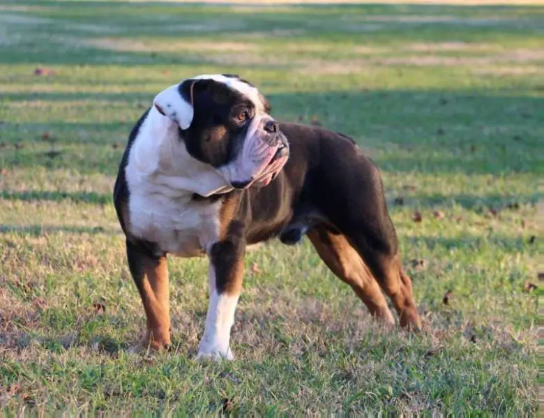Mocha Magic's Big Daddy By Brickhouse Bullies